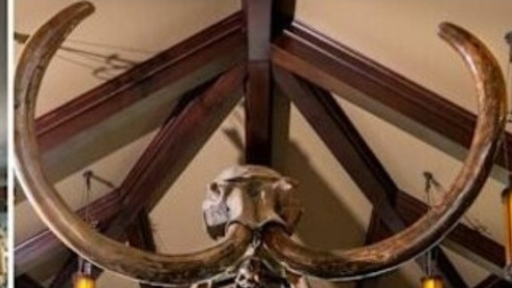 Hai du khách làm vỡ ngà voi ma mút 10.000 năm tuổi