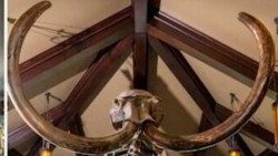 Hai du khách làm vỡ ngà voi ma mút 10.000 năm tuổi