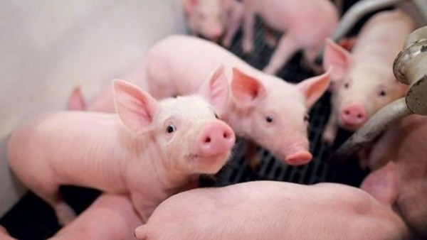 Giá heo hơi hôm nay 19/3: Nhiều địa phương tăng giá, cao nhất duy trì ở mức 67.000 đồng/kg