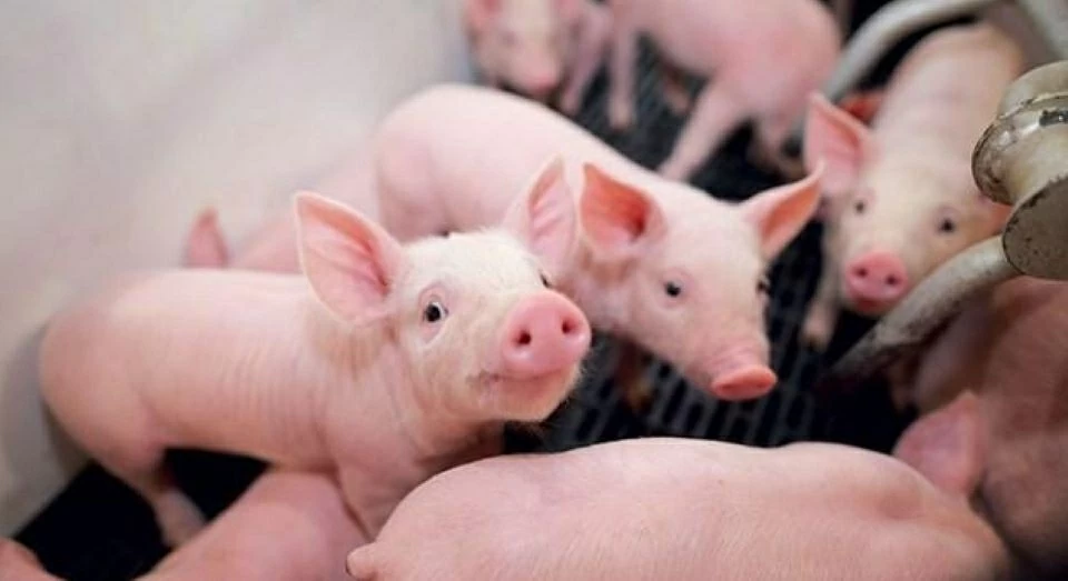 Giá heo hơi hôm nay 19/3: Nhiều địa phương tăng giá, cao nhất duy trì ở mức 67.000 đồng/kg
