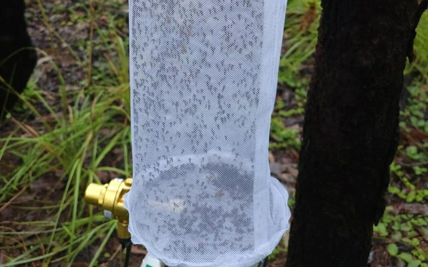 Dùng muỗi làm thiết bị giám sát động vật hoang dã ở Australia Dùng muỗi làm thiết bị giám sát động vật hoang dã ở Australia