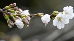 Ngắm hoa anh đào tại văn phòng: Xu hướng mới của người Nhật năm 2026