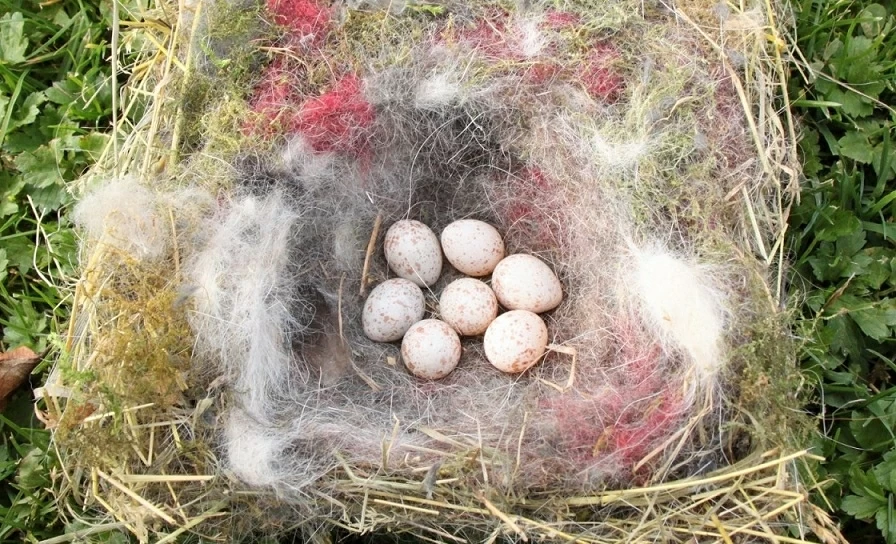 Chim sẻ ngô xanh trong thành phố nhặt tàn thuốc lá lót ổ để chống lại ký sinh trùng Chim sẻ ngô xanh trong thành phố nhặt tàn thuốc lá lót ổ để chống lại ký sinh trùng