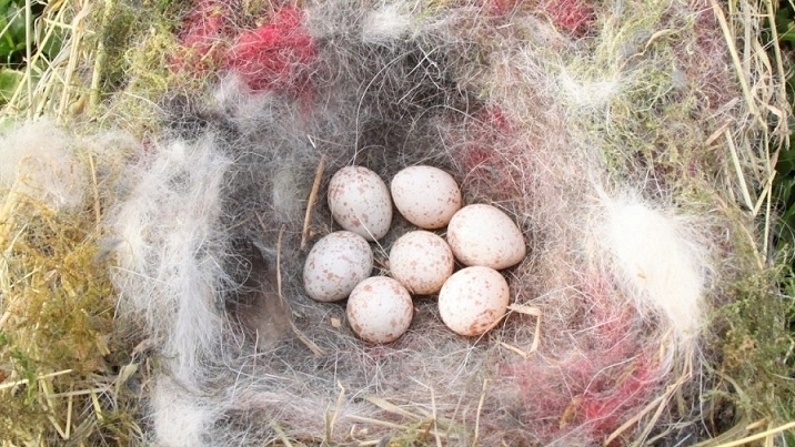 Chim sẻ ngô xanh nhặt tàn thuốc lá về lót ổ để chống lại ký sinh trùng