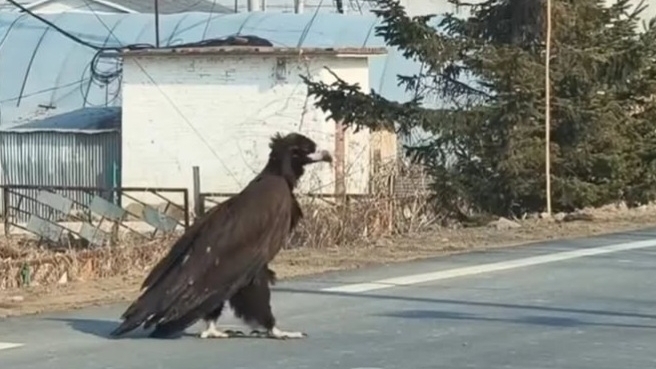 Trung Quốc: Loài kền kền quý hiếm được bảo vệ cấp quốc gia xuất hiện trên quốc lộ