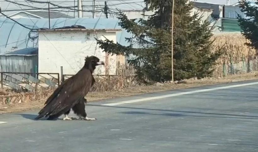 Loài kền kền quý hiếm xuất hiện trên quốc lộ ở Trung Quốc Loài kền kền quý hiếm xuất hiện trên quốc lộ ở Trung Quốc