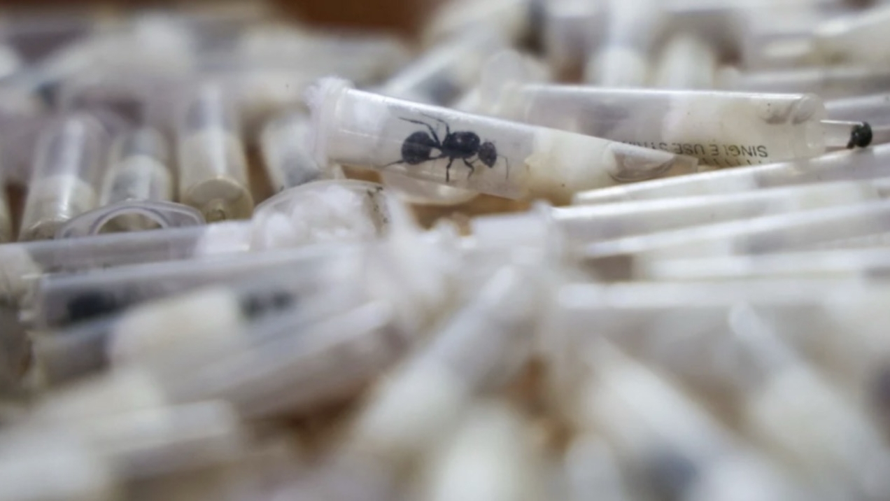 Lý do loài kiến thợ ở Đông Phi được các tổ chức buôn lậu 'săn tìm'