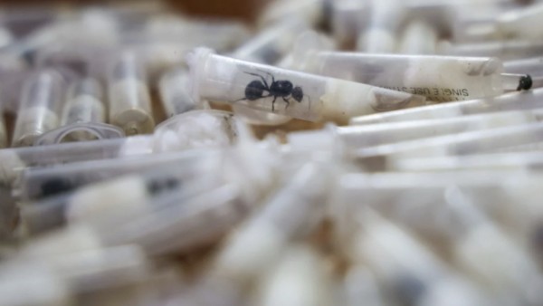 Lý do loài kiến thợ ở Đông Phi được các tổ chức buôn lậu 'săn tìm'