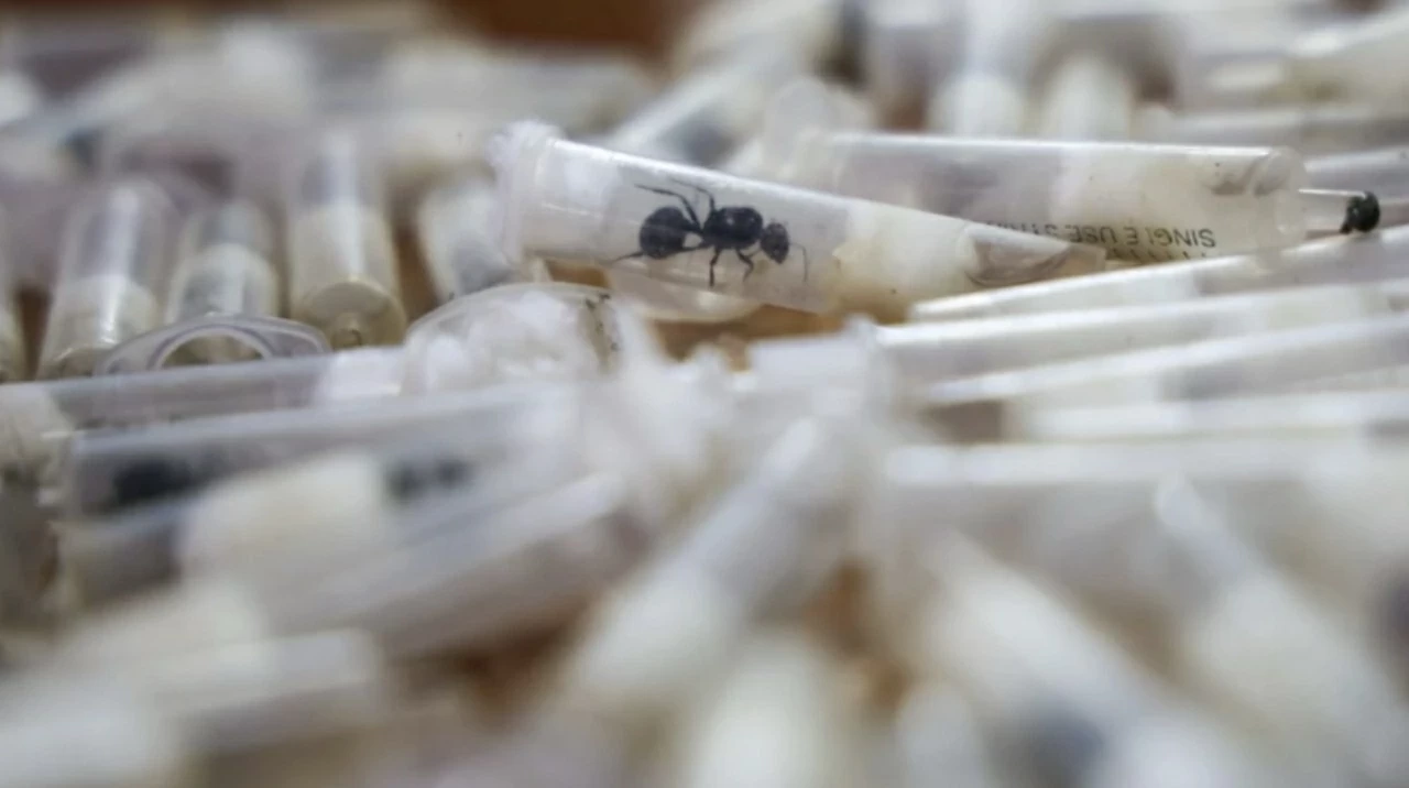 Lý do loài kiến thợ ở Đông Phi được các tổ chức buôn lậu săn tìm Lý do loài kiến thợ ở Đông Phi được các tổ chức buôn lậu săn tìm