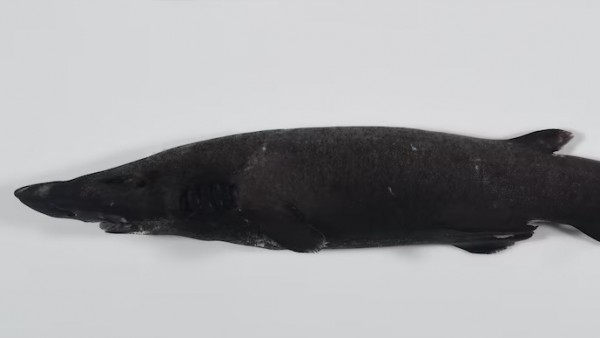 Phát hiện hàng trăm loài sinh vật mới dưới đáy biển sâu Australia