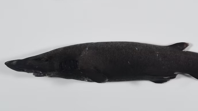 Phát hiện hàng trăm loài sinh vật mới dưới đáy biển sâu Australia