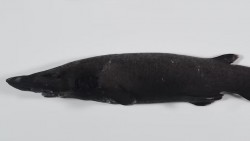 Phát hiện hàng trăm loài sinh vật mới dưới đáy biển sâu Australia