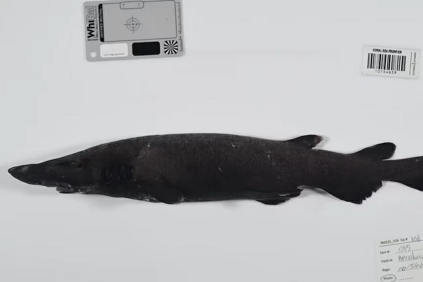 Phát hiện hàng trăm loài sinh vật mới dưới đáy biển sâu Australia