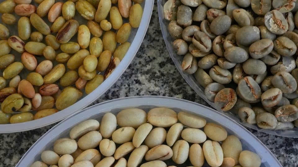 Brazil nỗ lực lai tạo các giống cà phê mới nhằm ứng phó với biến đổi khí hậu