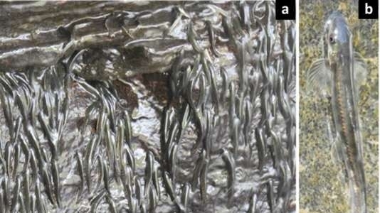 Phi thường loài cá tí hon biết bám vách đá bơi ngược thác nước cao 15m