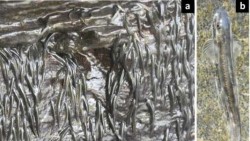 Phi thường loài cá tí hon biết bám vách đá bơi ngược thác nước cao 15m