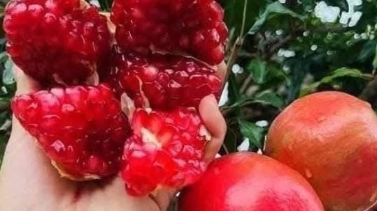 Lợi ích bất ngờ từ quả lựu trong việc ổn định đường huyết và bảo vệ tim mạch