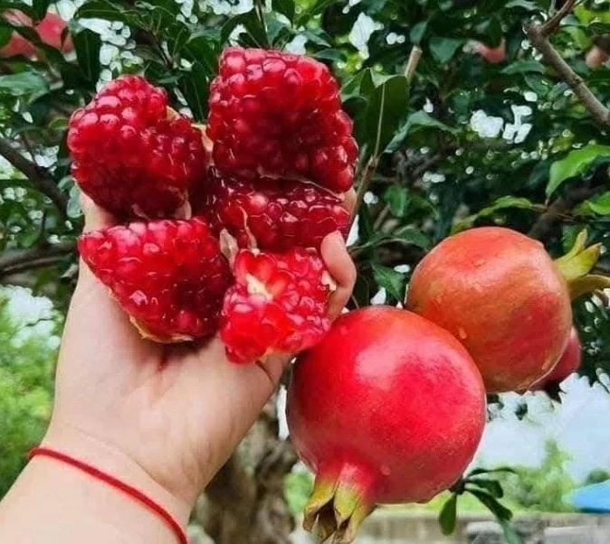 quả lựu quả lựu