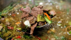 Lẩu phân bò ở Trung Quốc, tại sao nên thử?