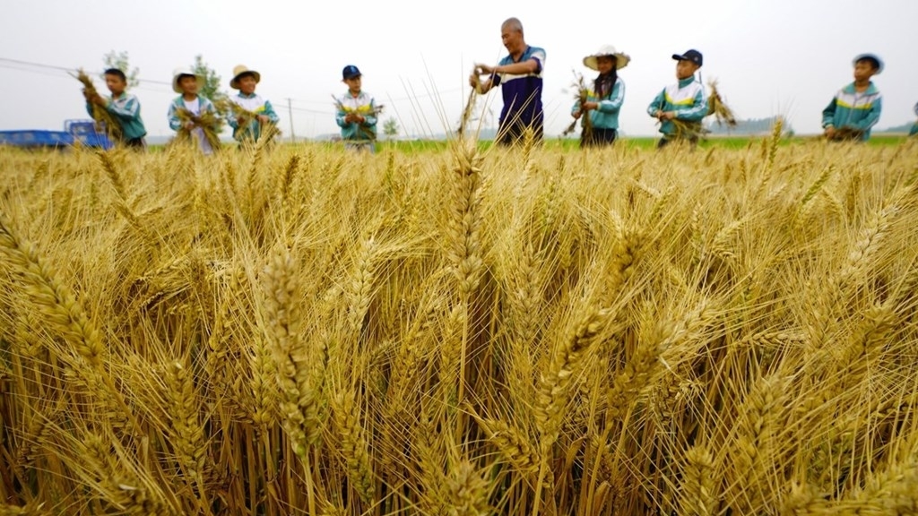 Trung Quốc trấn áp hoạt động sản xuất, buôn bán nông sản giả mạo