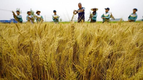 Trung Quốc trấn áp hoạt động sản xuất, buôn bán nông sản giả mạo