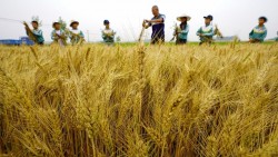 Trung Quốc trấn áp hoạt động sản xuất, buôn bán nông sản giả mạo