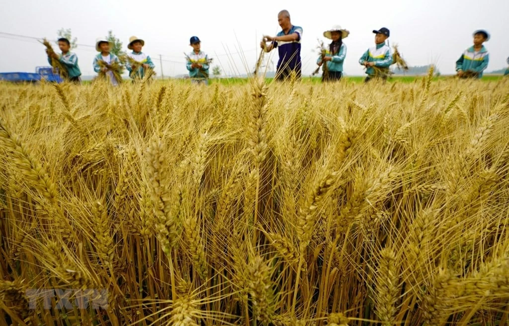 Trung Quốc trấn áp hoạt động sản xuất, buôn bán nông sản giả mạo Trung Quốc trấn áp hoạt động sản xuất, buôn bán nông sản giả mạo