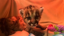 Cứu sống thành công sư tử núi 3 tuần tuổi bị bỏ rơi tại California (Mỹ)