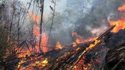 Cảnh báo cháy rừng cấp nguy hiểm trên cả nước trong tháng 4