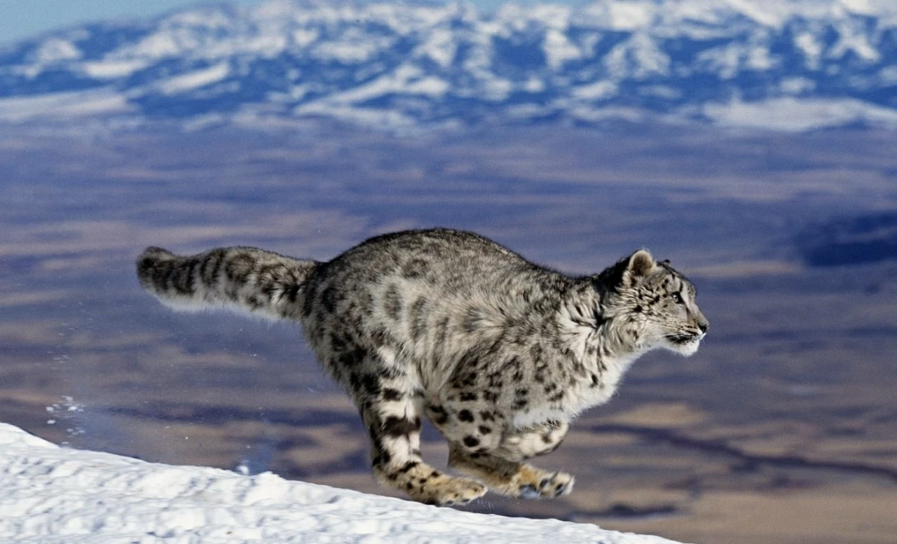 Cách báo tuyết, báo hoa mai và sói Himalaya chia sẻ con mồi để sinh tồn Cách báo tuyết, báo hoa mai và sói Himalaya chia sẻ con mồi để sinh tồn