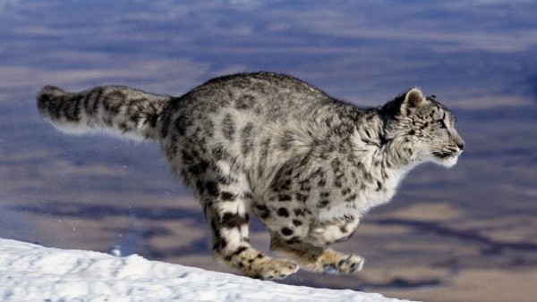 Cách báo tuyết, báo hoa mai và sói Himalaya chia sẻ con mồi để sinh tồn