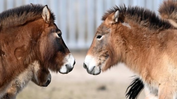 Trung Quốc khôi phục thành công loài ngựa hoang quý hiếm