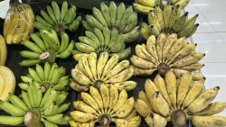 Chuối xanh với chuối chín: Lựa chọn nào tốt hơn cho sức khỏe đường huyết?