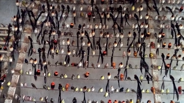 Rủi ro từ thị trường buôn bán chim hoang dã toàn cầu