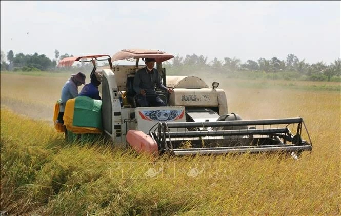 Nông dân huyện Phước Long (Bạc Liêu) sử dụng máy gặt đặp liên hợp thu hoạch lúa. (Nguồn: TTXVN)