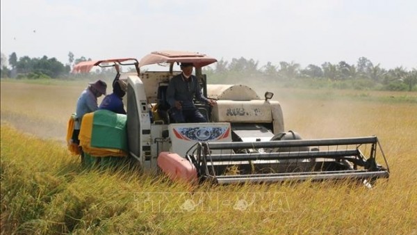 Giá lúa gạo trong nước tăng, xuất khẩu sôi động trở lại