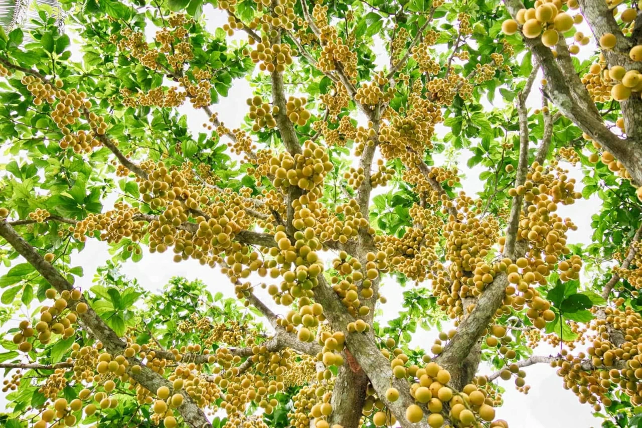 Địa điểm du lịch miền Nam dịp 30/4-1/5 đẹp, hái quả mọc chi chít, ăn hải sản rẻ