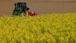 Ưu tiên các loại cây ít phụ thuộc vào phân bón, nông dân Pháp chuyển mạnh sang cải dầu và hướng dương