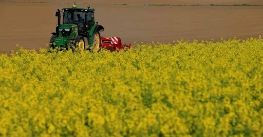 Nông dân Pháp chuyển mạnh sang cải dầu và hướng dương