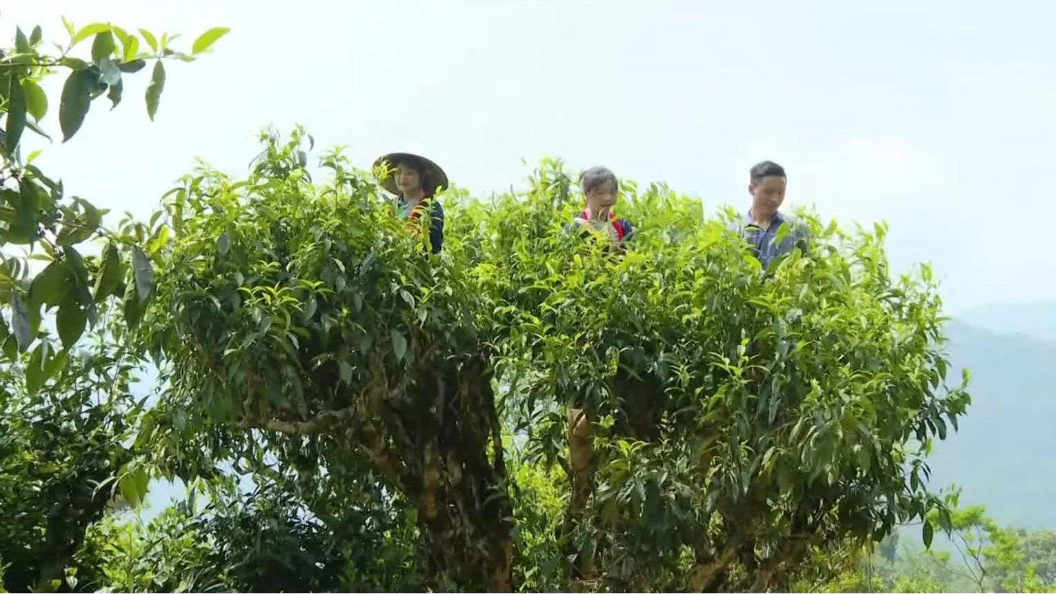 Phát huy giá trị vùng chè Shan Tuyết cổ trong phát triển du lịch nông nghiệp tuần hoàn ở xã Hồ Thầu (Tuyên Quang)