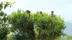 Phát huy giá trị vùng chè Shan Tuyết cổ trong phát triển du lịch nông nghiệp tuần hoàn ở xã Hồ Thầu (Tuyên Quang)
