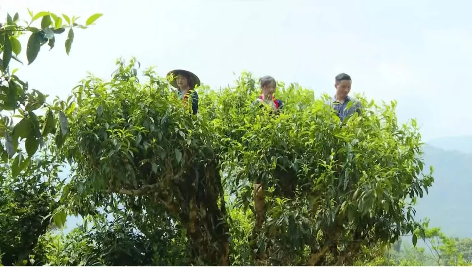 Phát huy giá trị vùng chè Shan Tuyết cổ trong phát triển du lịch nông nghiệp tuần hoàn ở xã Hồ Thầu Phát huy giá trị vùng chè Shan Tuyết cổ trong phát triển du lịch nông nghiệp tuần hoàn ở xã Hồ Thầu (Tuyên Quang)