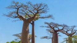 Giải mã lịch sử khí hậu 700 năm của Madagascar từ cây bao báp cổ thụ