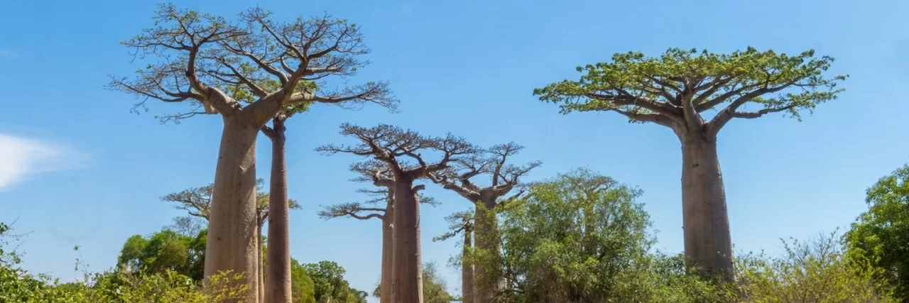 Giải mã lịch sử khí hậu 700 năm của Madagascar từ cây bao báp cổ thụ Giải mã lịch sử khí hậu 700 năm của Madagascar từ cây bao báp cổ thụ