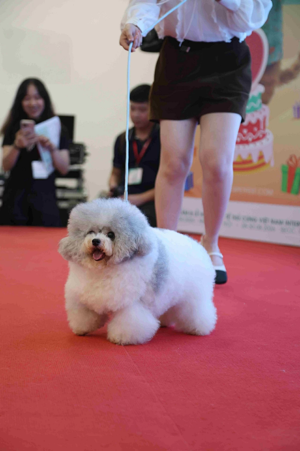 Những chú cún tự tin sải bước catwalk trên thảm đỏ cuộc thi “Chó đẹp”. (Ảnh: Phương Linh)