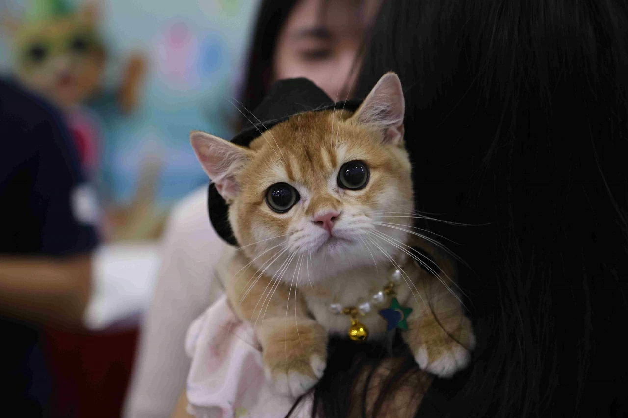 Những bé mèo lên đồ lung linh tham gia Lễ hội thú cưng lần đầu tiên được tổ chức ở Hà Nội. (Ảnh: Ngọc Khuê)