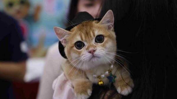 Lễ hội thú cưng quy mô quốc tế lần đầu tiên có mặt tại Thủ đô Hà Nội