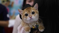 Lễ hội thú cưng quy mô quốc tế lần đầu tiên có mặt tại Thủ đô Hà Nội