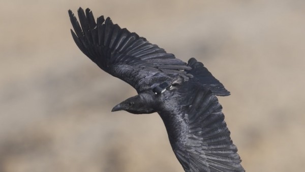 Quạ đuôi xòe đối mặt nguy cơ tử vong cao