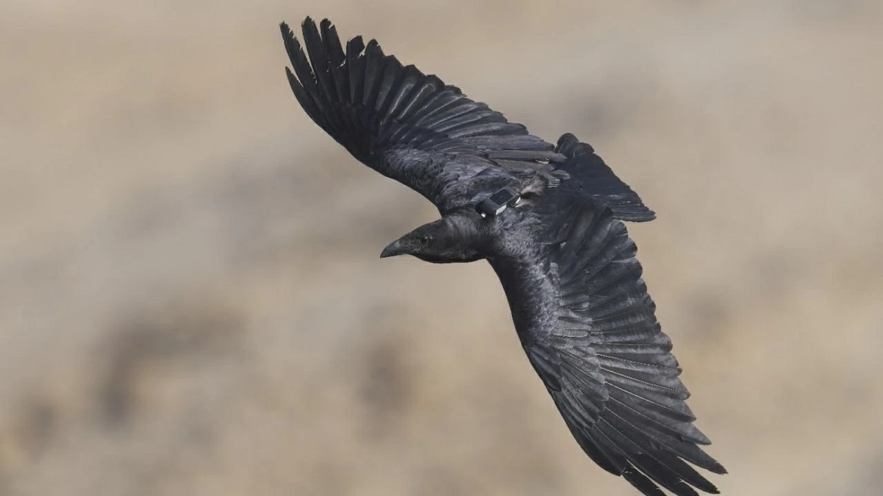 Quạ đuôi xòe đối mặt nguy cơ tử vong cao